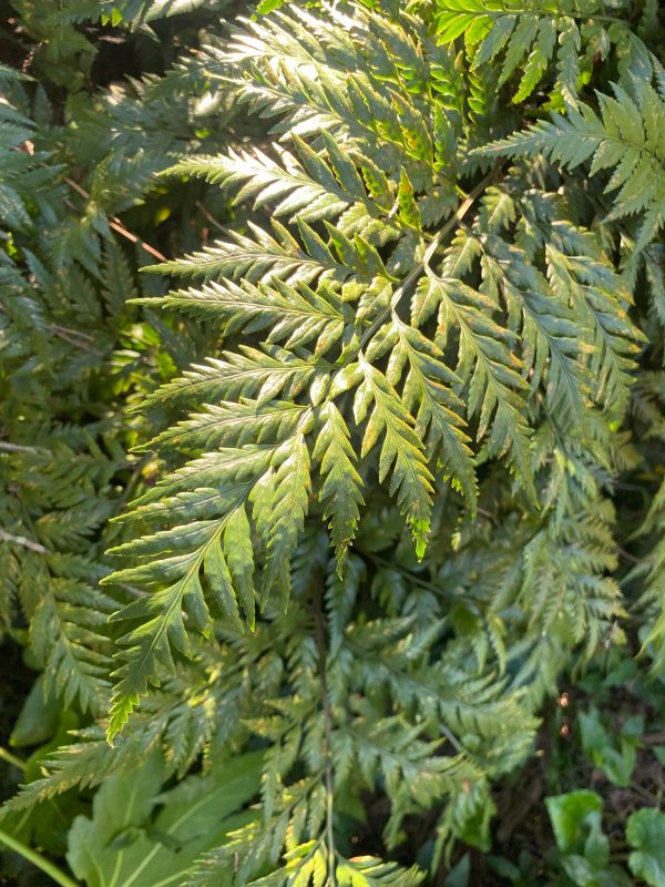 Rumohra adiantiformis | Leatherleaf Fern | 100 Spores Online now - Image 5