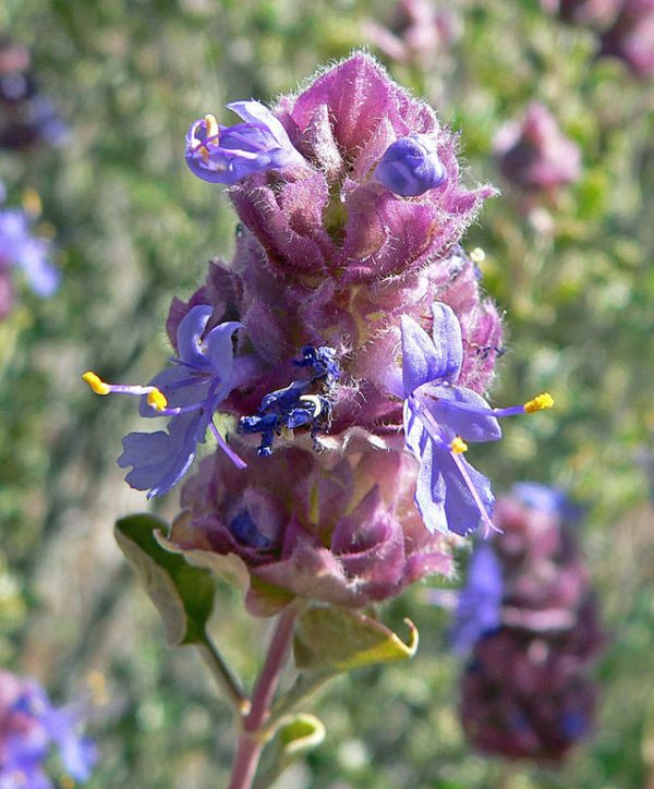 Salvia dorrii v. dorrii | Great Basin Sage | 5 Seeds Hot on Sale - Image 4