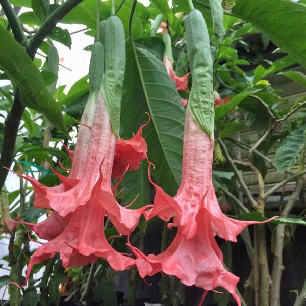 Brugmansia Thea’s Liebling | 5 Seeds Discount