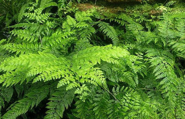 Rumohra adiantiformis | Leatherleaf Fern | 100 Spores Online now - Image 4