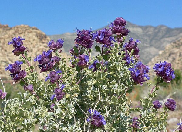 Salvia dorrii v. dorrii | Great Basin Sage | 5 Seeds Hot on Sale