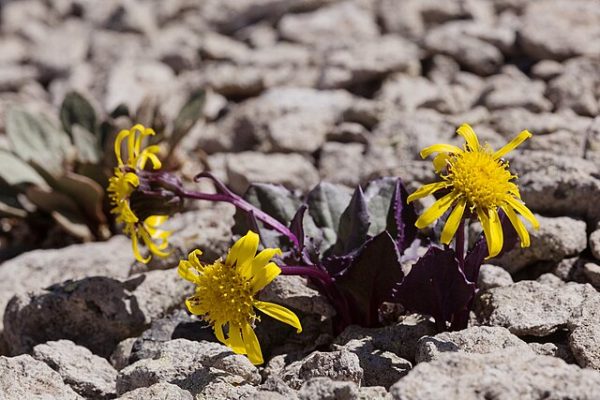 Senecio soldanella | Colorado Ragwort | 10 Seeds Hot on Sale - Image 2