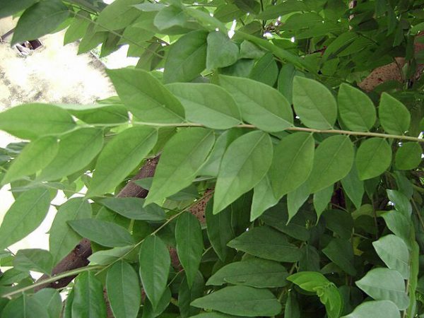 Phyllanthus acidus | Star Gooseberry | 5 Seeds Online Sale - Image 4