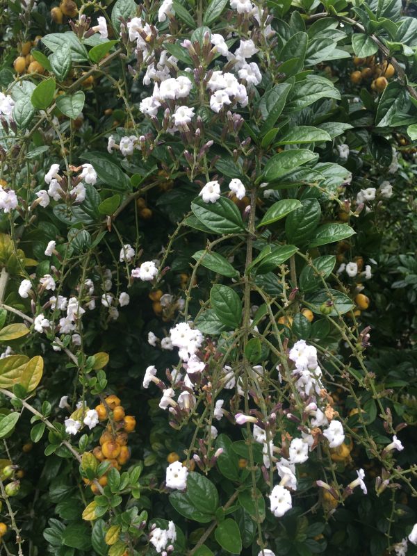 Duranta erecta Alba | White Skyflower | 10 Seeds Online now - Image 4