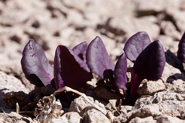Senecio soldanella | Colorado Ragwort | 10 Seeds Hot on Sale - Image 3