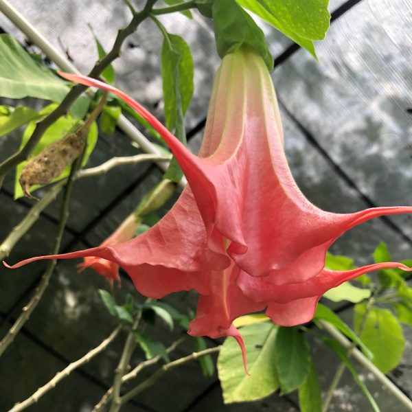 Brugmansia Thea’s Liebling | 5 Seeds Discount - Image 3