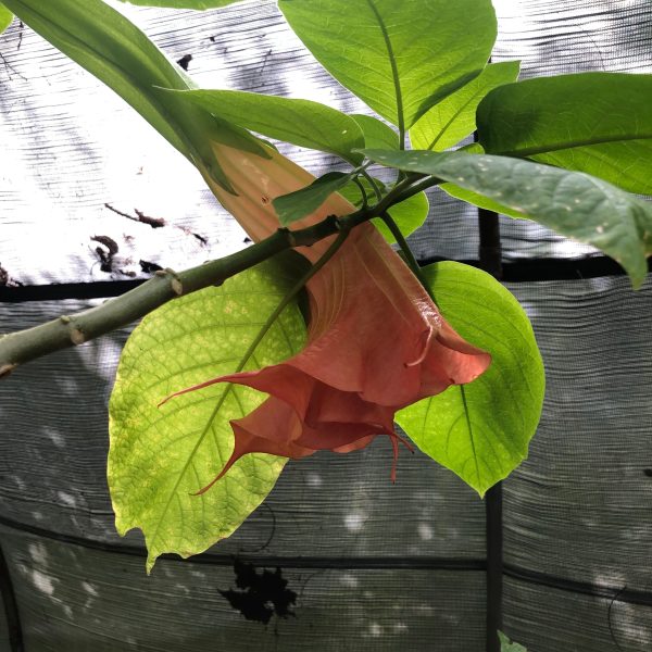 Brugmansia Thea’s Liebling | 5 Seeds Discount - Image 2