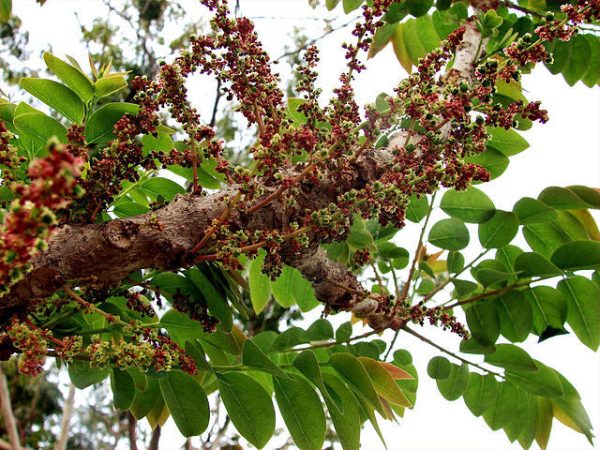 Phyllanthus acidus | Star Gooseberry | 5 Seeds Online Sale - Image 5