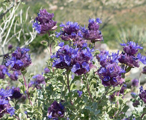 Salvia dorrii v. dorrii | Great Basin Sage | 5 Seeds Hot on Sale - Image 2