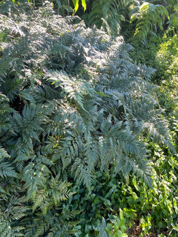 Rumohra adiantiformis | Leatherleaf Fern | 100 Spores Online now