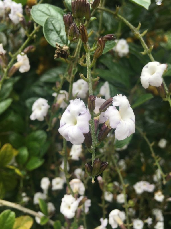 Duranta erecta Alba | White Skyflower | 10 Seeds Online now - Image 3