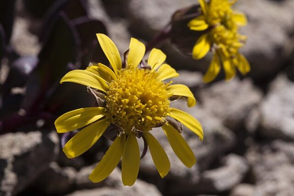 Senecio soldanella | Colorado Ragwort | 10 Seeds Hot on Sale - Image 5
