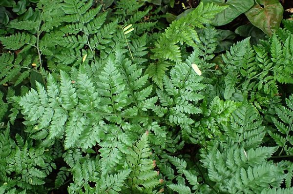 Rumohra adiantiformis | Leatherleaf Fern | 100 Spores Online now - Image 3