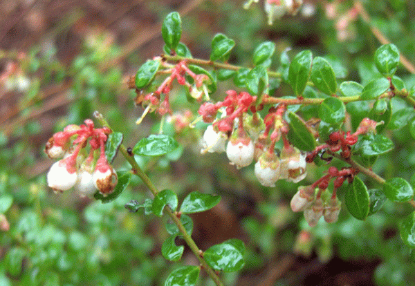 Vaccinium myrsinites | Shiny Blueberry | 20 Seeds Online Sale - Image 5