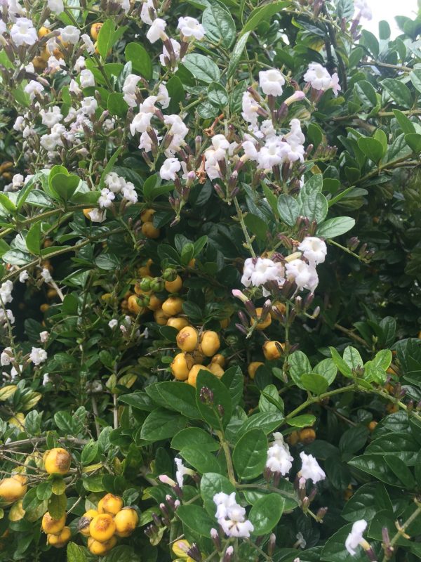 Duranta erecta Alba | White Skyflower | 10 Seeds Online now