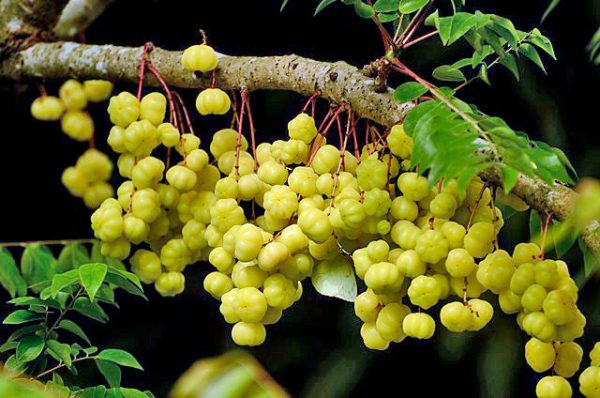 Phyllanthus acidus | Star Gooseberry | 5 Seeds Online Sale - Image 2