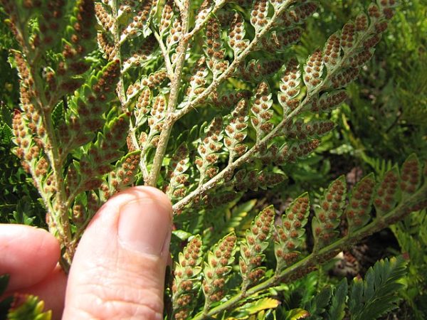 Rumohra adiantiformis | Leatherleaf Fern | 100 Spores Online now - Image 2