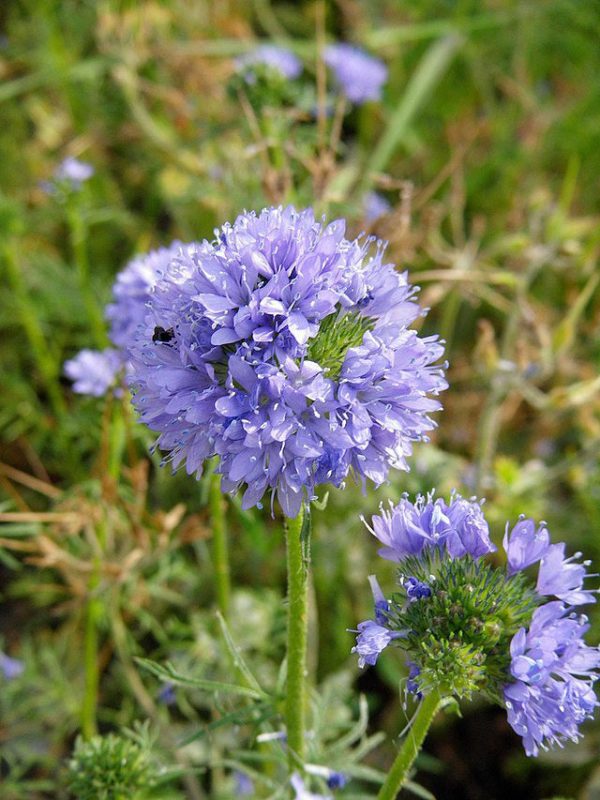 Gilia capitata | Blue Thimble Flower | 50 Seeds Online Hot Sale - Image 4