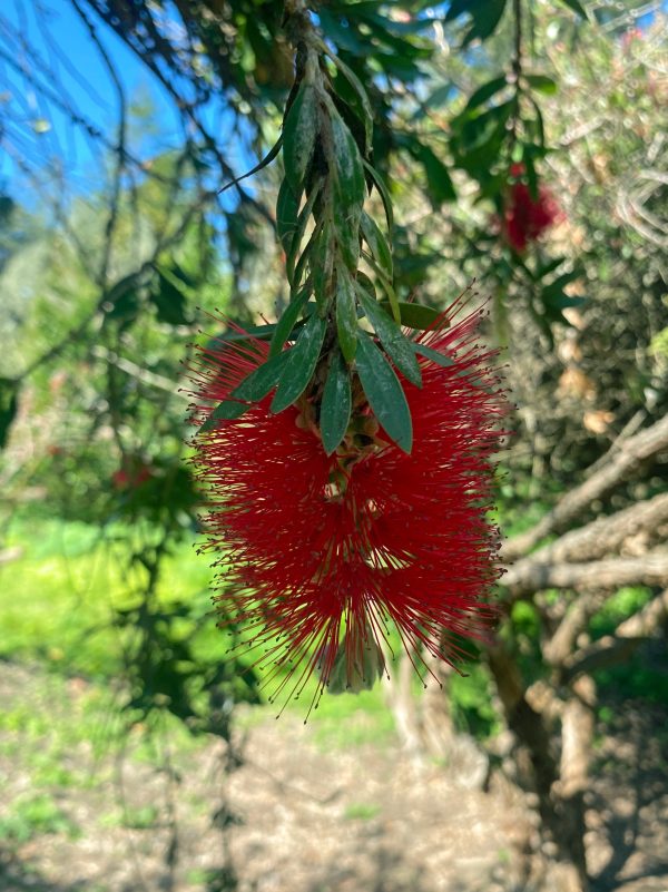 Callistemon speciosus | Albany Bottlebrush | 100 Seeds Online Hot Sale - Image 5