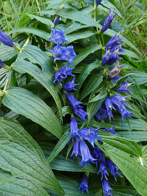 Gentiana asclepiadea | Willow Gentian | 10 Seeds Online - Image 2