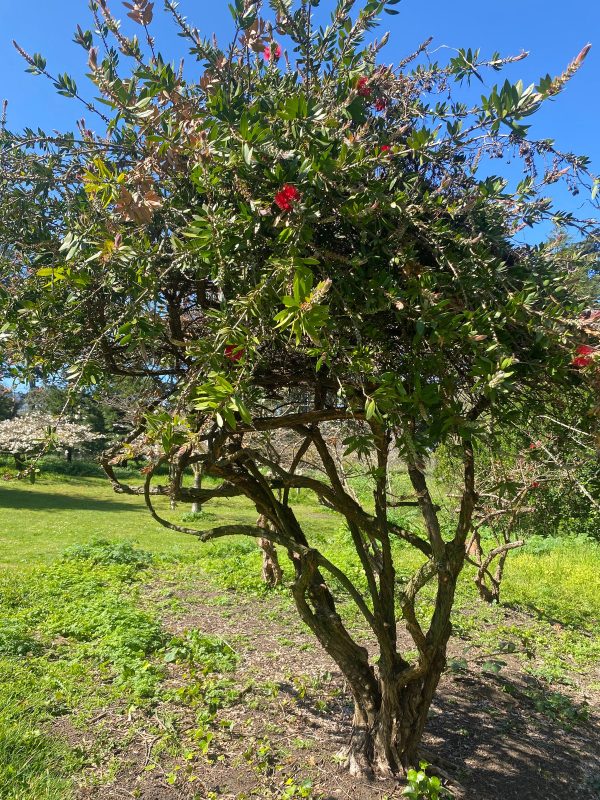 Callistemon speciosus | Albany Bottlebrush | 100 Seeds Online Hot Sale - Image 3