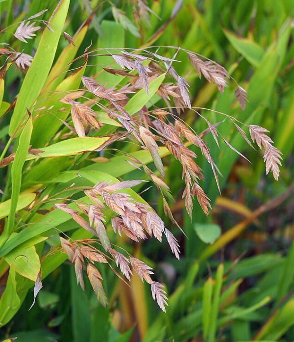 Chasmanthium latifolium | Northern Sea Oats | 50 Seeds Discount - Image 2