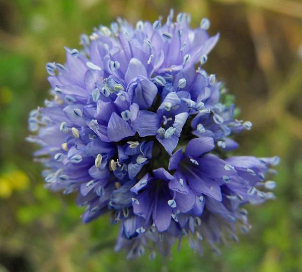Gilia capitata | Blue Thimble Flower | 50 Seeds Online Hot Sale - Image 2