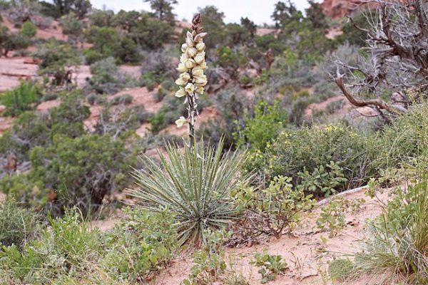 Yucca angustissima | Narrowleaf Yucca | 10 Seeds Discount - Image 4