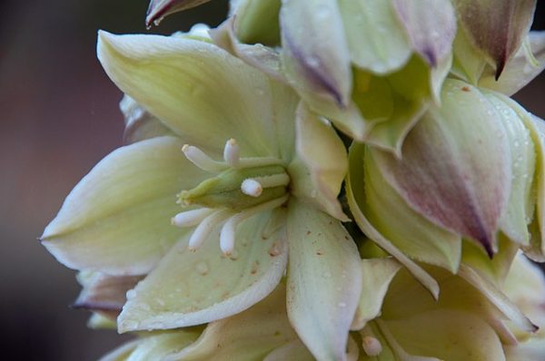 Yucca angustissima | Narrowleaf Yucca | 10 Seeds Discount - Image 2