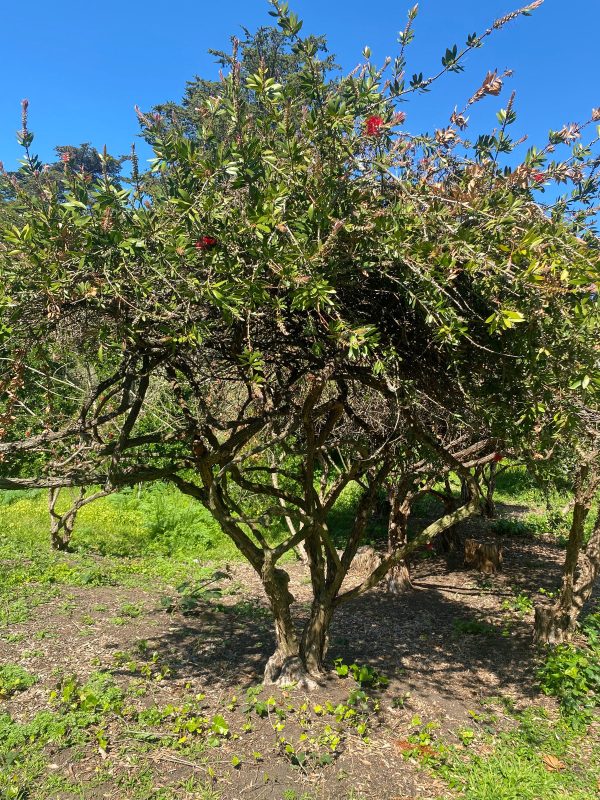 Callistemon speciosus | Albany Bottlebrush | 100 Seeds Online Hot Sale - Image 2