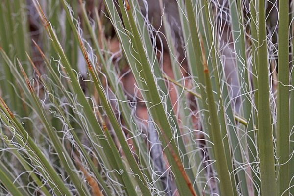 Yucca angustissima | Narrowleaf Yucca | 10 Seeds Discount - Image 3