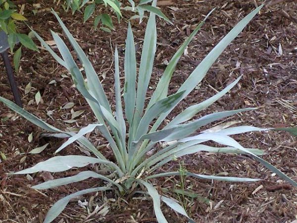 Yucca pallida | Twist-Leaf Yucca | 10 Seeds Online Hot Sale - Image 2