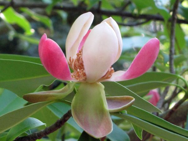 Magnolia insignis | Yulan Magnolia | 10 Seeds For Cheap