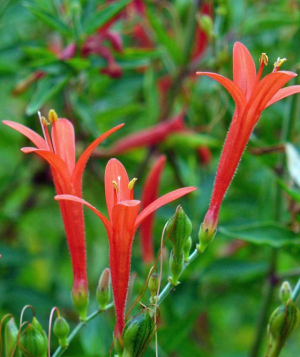 Anisacanthus quadrifidus var. wrightii | Wright s Hummingbird Bush | 10 Seeds on Sale - Image 5