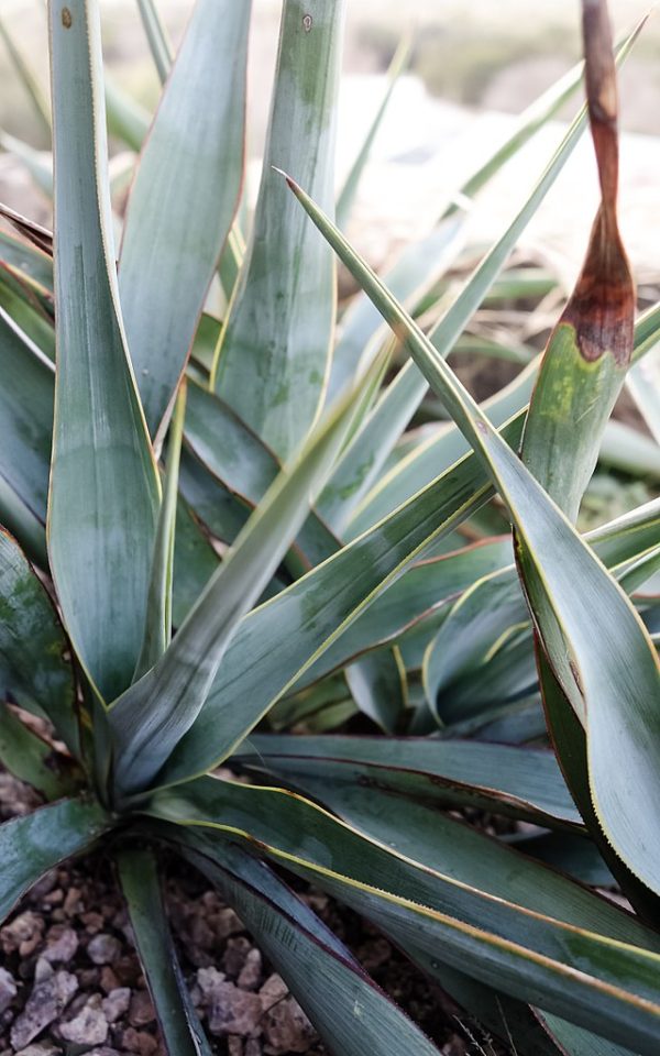 Yucca pallida | Twist-Leaf Yucca | 10 Seeds Online Hot Sale - Image 5
