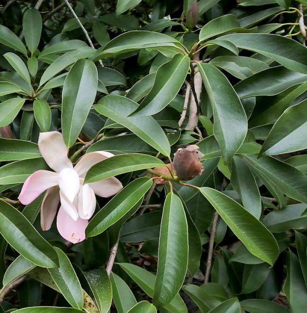 Magnolia insignis | Yulan Magnolia | 10 Seeds For Cheap - Image 3