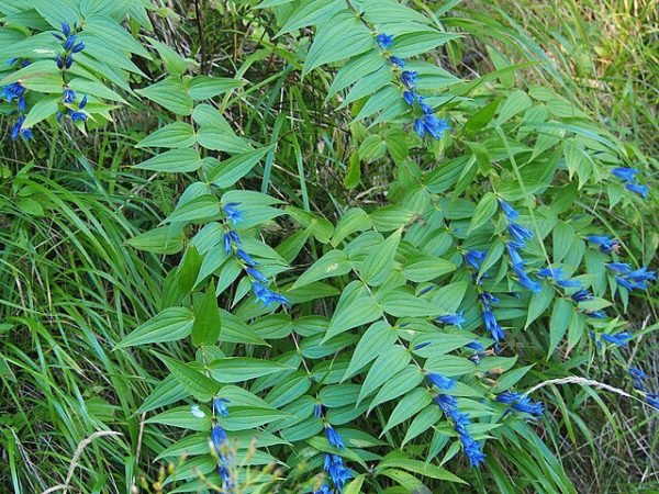 Gentiana asclepiadea | Willow Gentian | 10 Seeds Online - Image 3