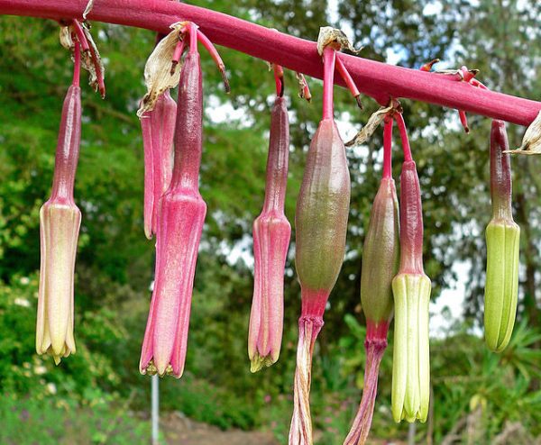 Beschorneria albiflora | White-Flowered Beschorneria | 5 Seeds For Cheap - Image 3