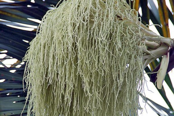 Hyophorbe verschaffeltii | Spindle Palm | 10 Seeds For Sale - Image 5