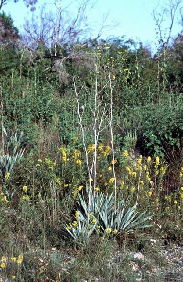 Yucca pallida | Twist-Leaf Yucca | 10 Seeds Online Hot Sale - Image 3