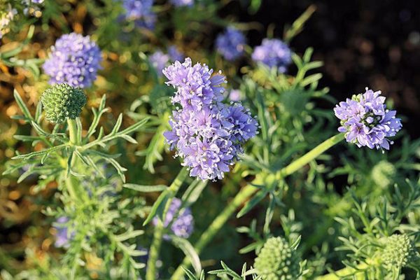 Gilia capitata | Blue Thimble Flower | 50 Seeds Online Hot Sale - Image 3