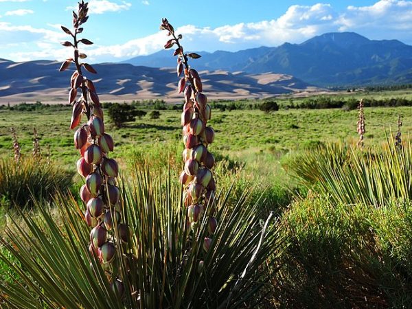 Yucca angustissima | Narrowleaf Yucca | 10 Seeds Discount