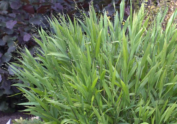 Chasmanthium latifolium | Northern Sea Oats | 50 Seeds Discount - Image 5