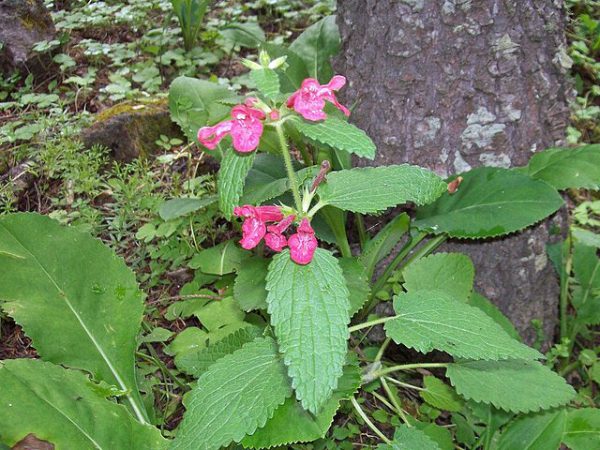 Stachys coccinea | Scarlet Hedgenettle | 5 Seeds Online
