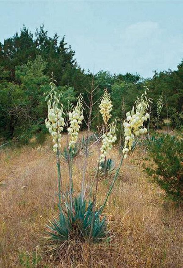Yucca pallida | Twist-Leaf Yucca | 10 Seeds Online Hot Sale