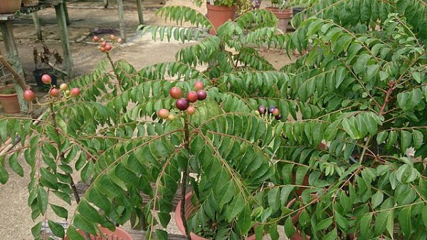 Murraya koenigii | Curry Tree | Pint Plant Sale - Image 2