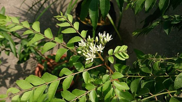 Murraya koenigii | Curry Tree | Pint Plant Sale - Image 3