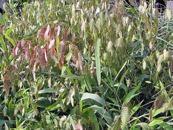 Chasmanthium latifolium | Northern Sea Oats | 50 Seeds Discount