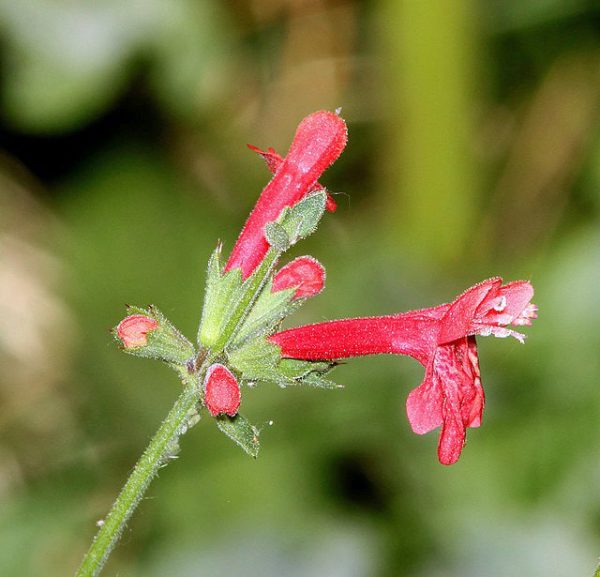 Stachys coccinea | Scarlet Hedgenettle | 5 Seeds Online - Image 3