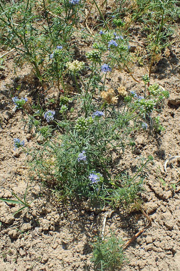 Gilia capitata | Blue Thimble Flower | 50 Seeds Online Hot Sale - Image 5